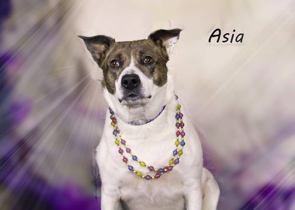 Enlarge Asia, a Adoptable mixed breed in York, NE image 4/4