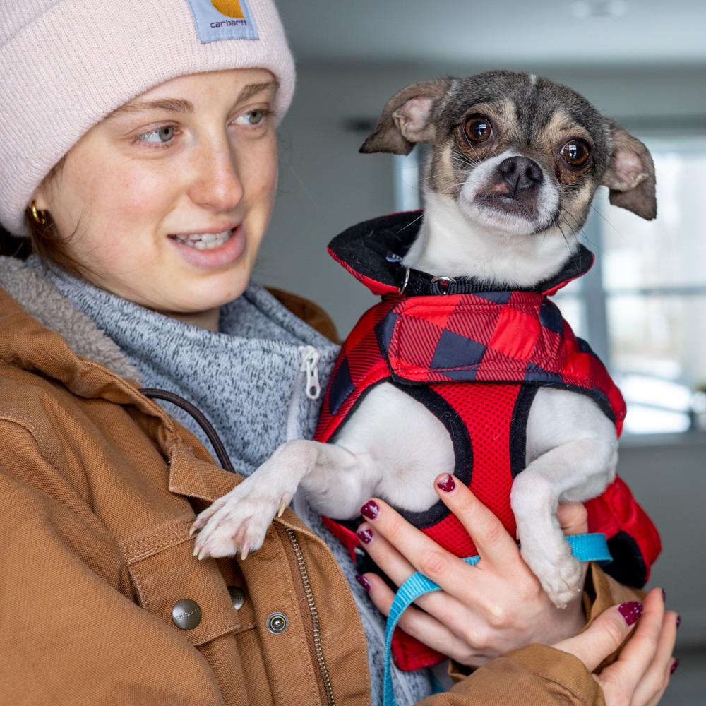 Enlarge Gremlin (Male)   , a Adoptable mixed breed in West Grove, PA image 4/6