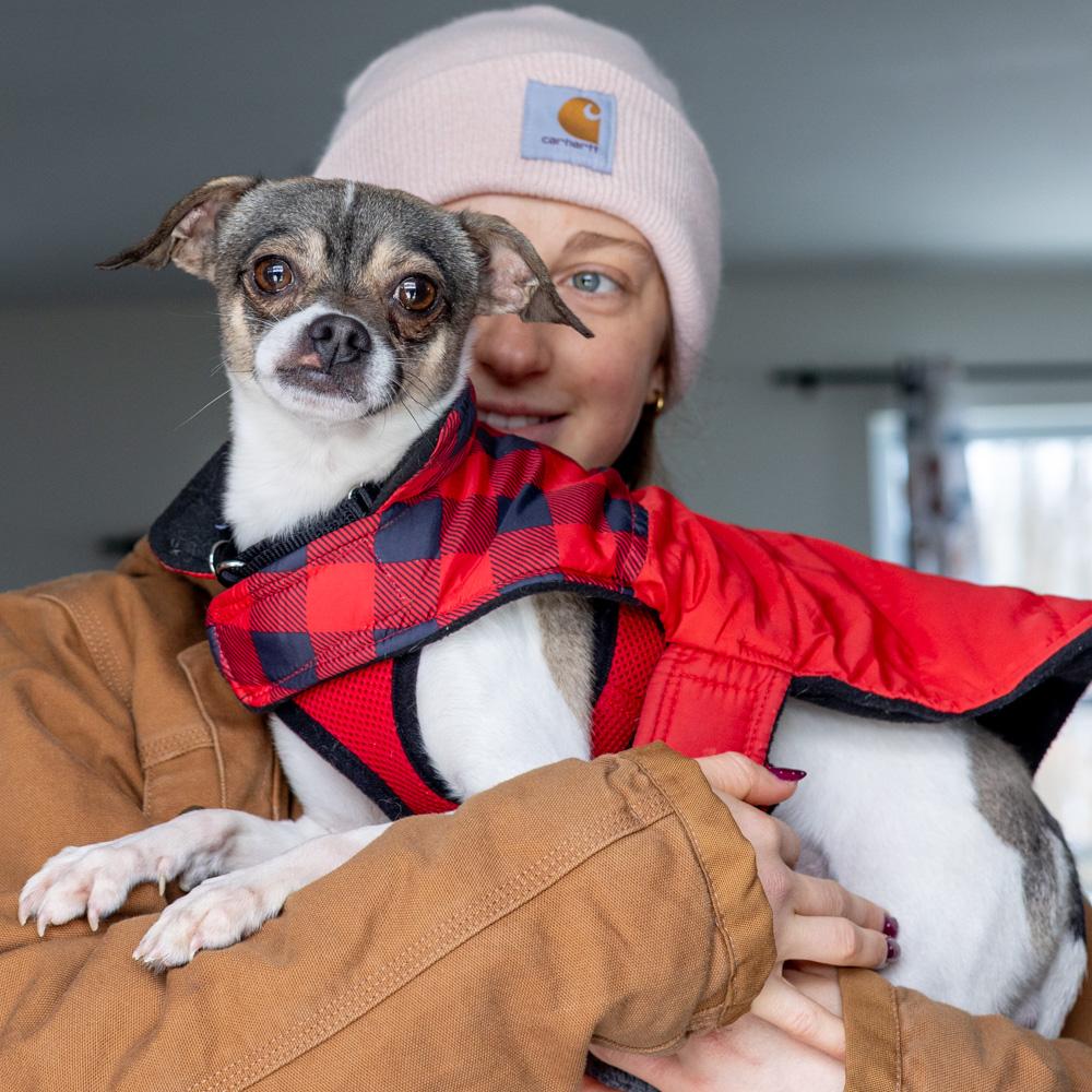 Enlarge Gremlin (Male)   , a Adoptable mixed breed in West Grove, PA image 2/6