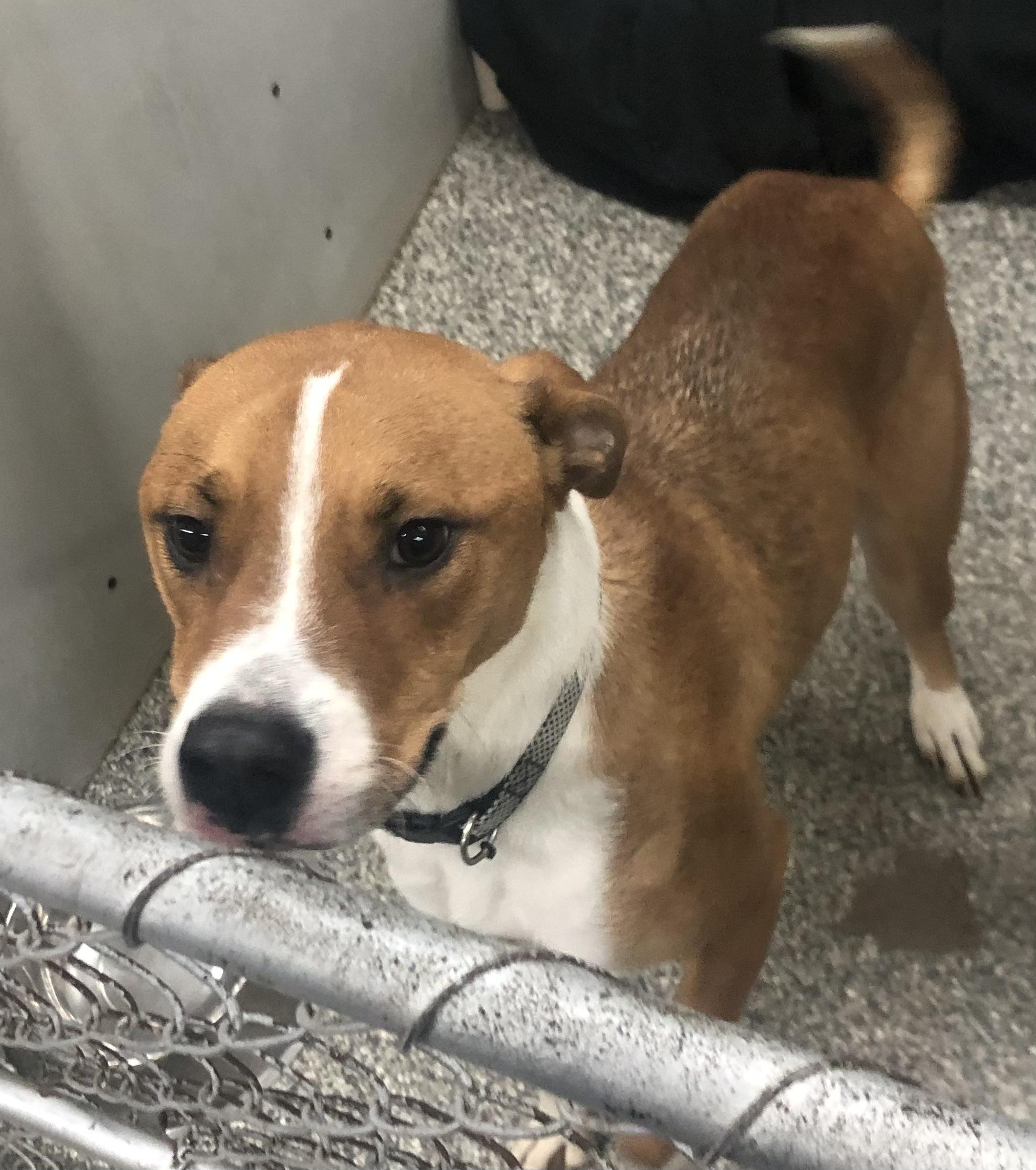 Enlarge Clifford, a Adoptable mixed breed in Parma, OH image 1/1