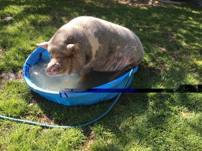 Enlarge Daisy, a Adoptable Pig in Eagle Mountain, UT image 1/2