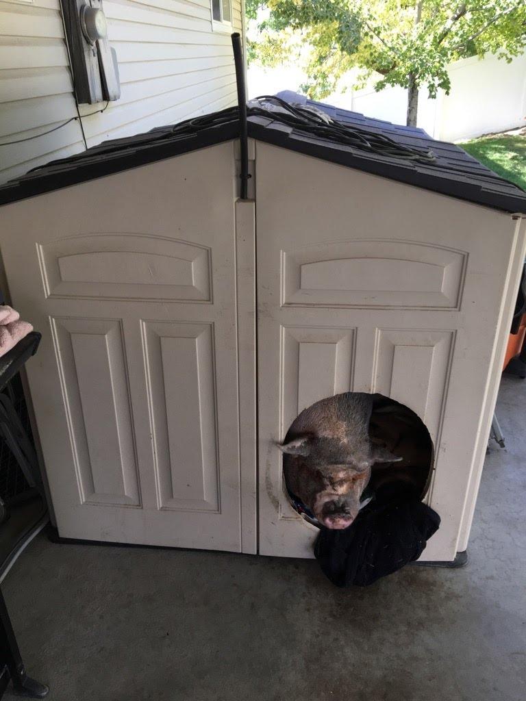 Daisy, a Adoptable Pig in Eagle Mountain, UT image 2/2