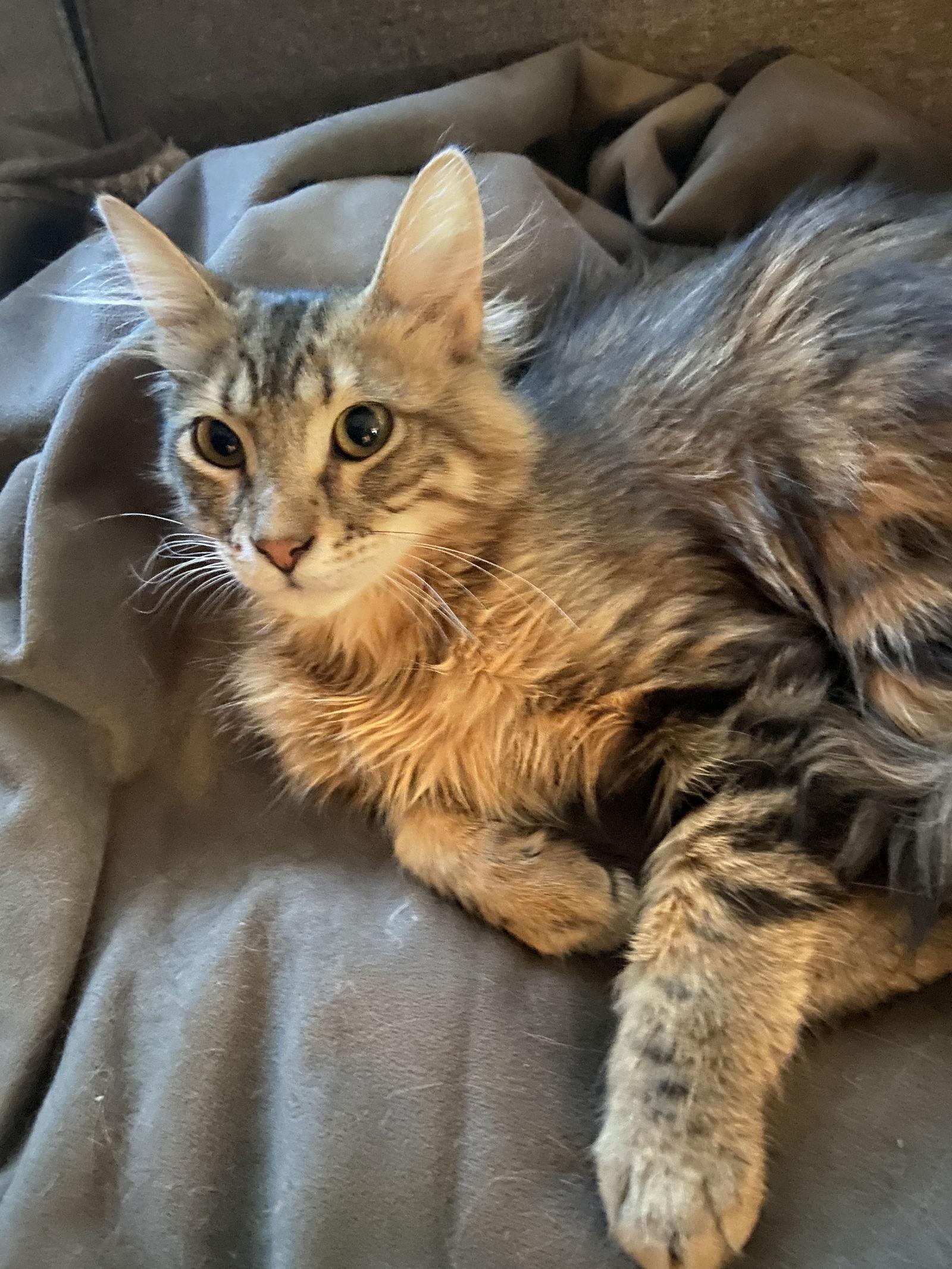 Croissant thumbnail 3