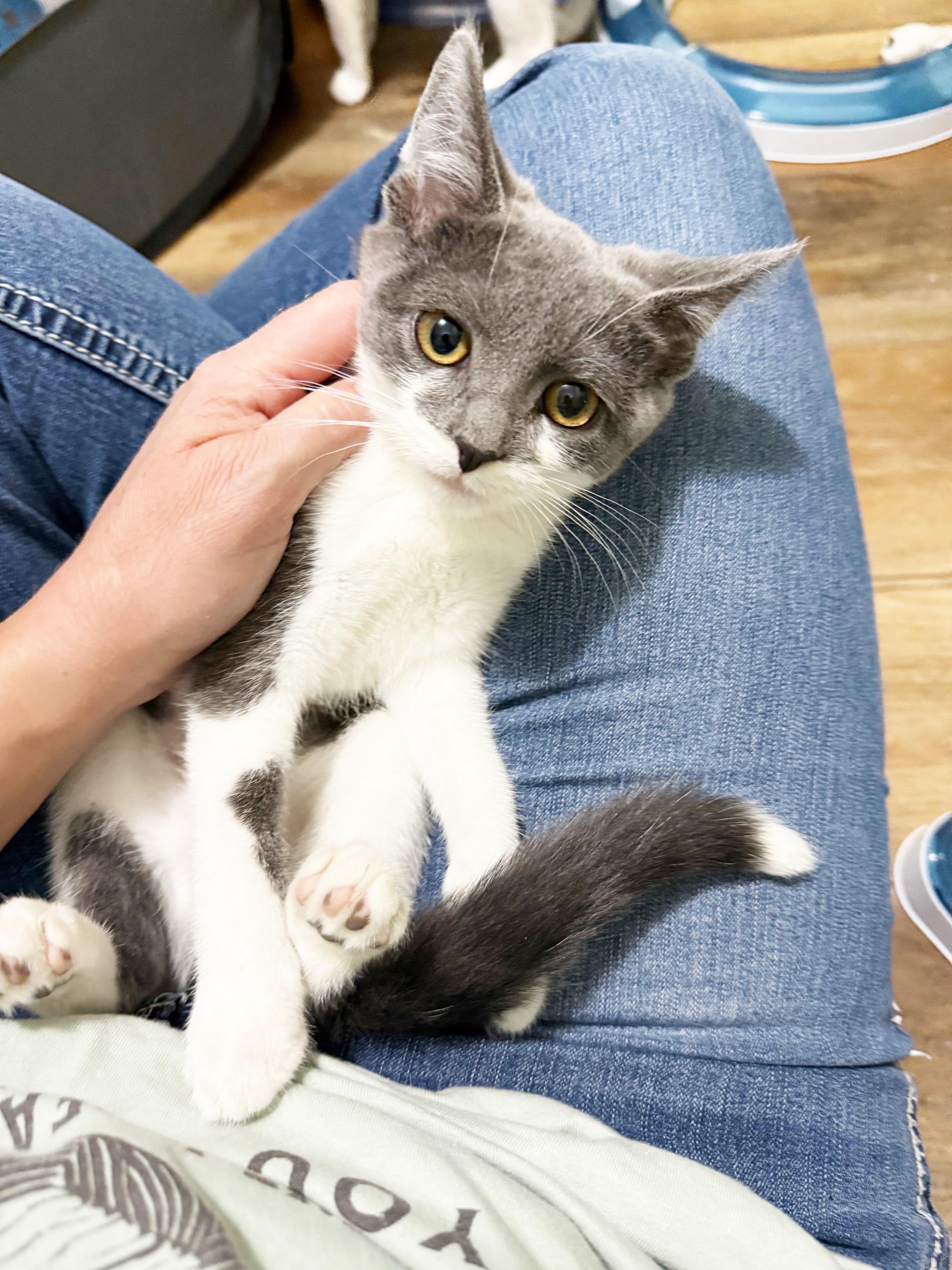 Minnie Marshmallow - adorable cuddly little girl!, a Adopted Domestic Short Hair in Neenah, WI image 2/6