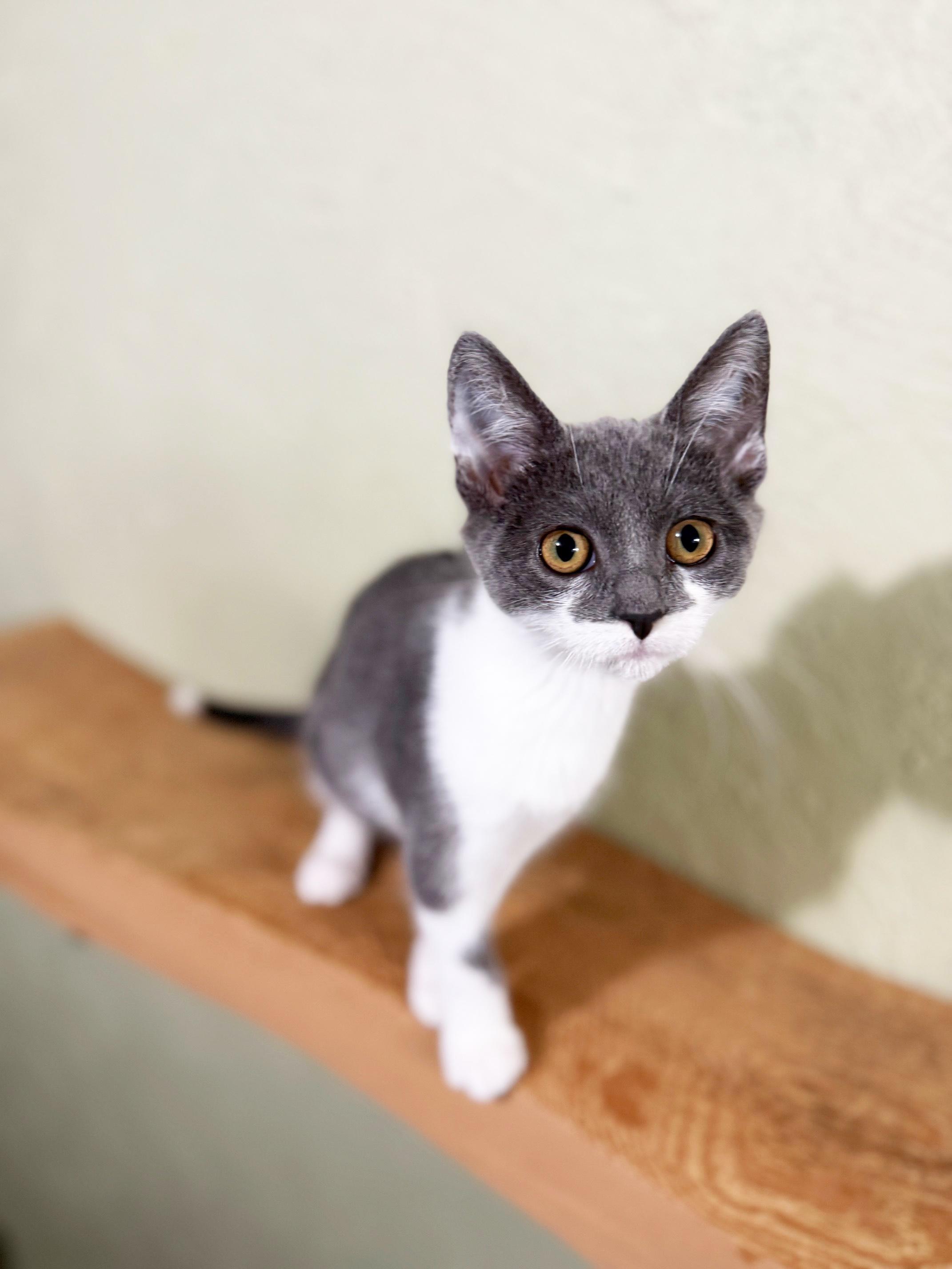 Minnie Marshmallow - adorable cuddly little girl!, a Adopted Domestic Short Hair in Neenah, WI image 5/6