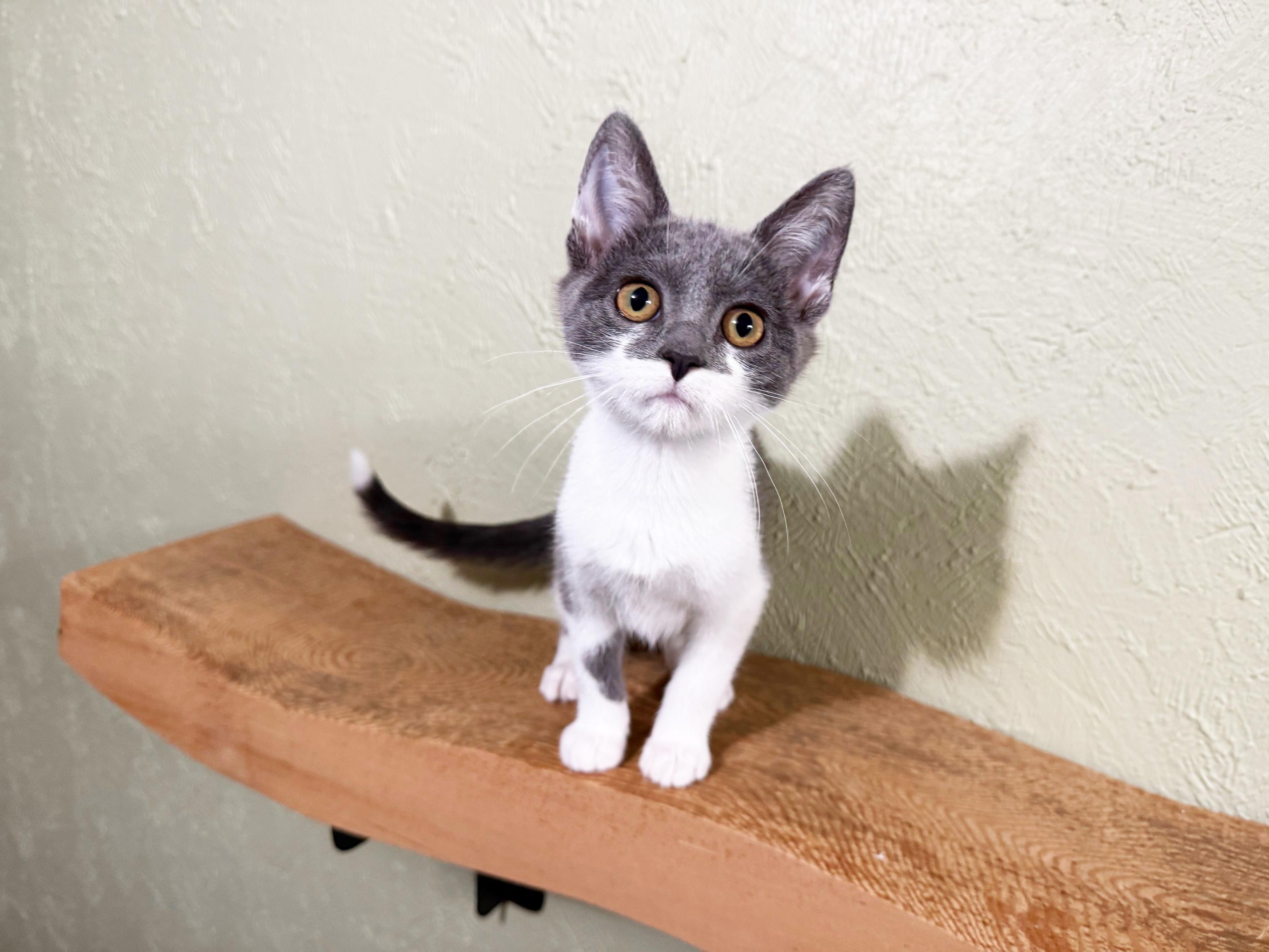 Minnie Marshmallow - adorable cuddly little girl!, a Adopted Domestic Short Hair in Neenah, WI image 3/6