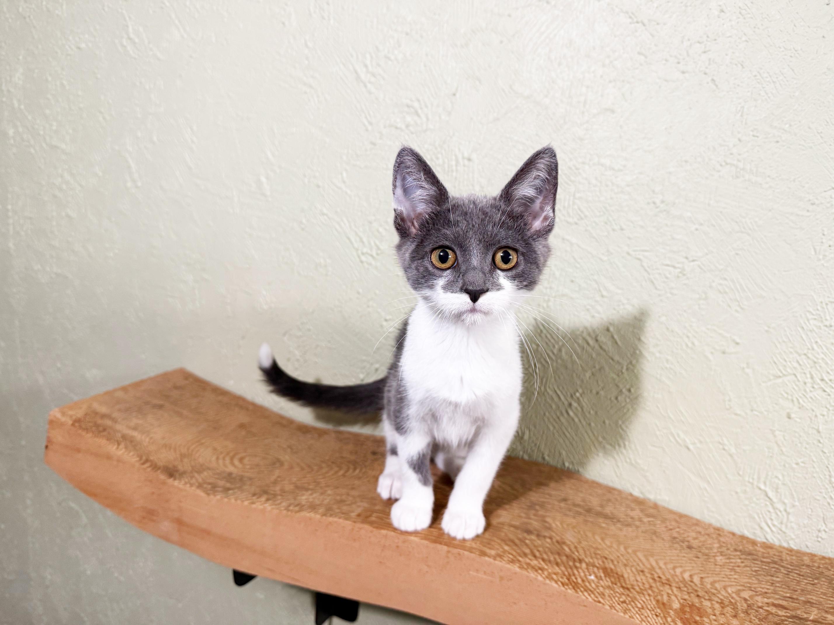 Minnie Marshmallow - adorable cuddly little girl!, Adopted, Kitten Female Domestic Short Hair.