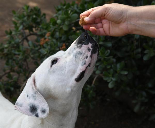 Enlarge Deja, a Adoptable mixed breed in Escondido, CA image 1/1