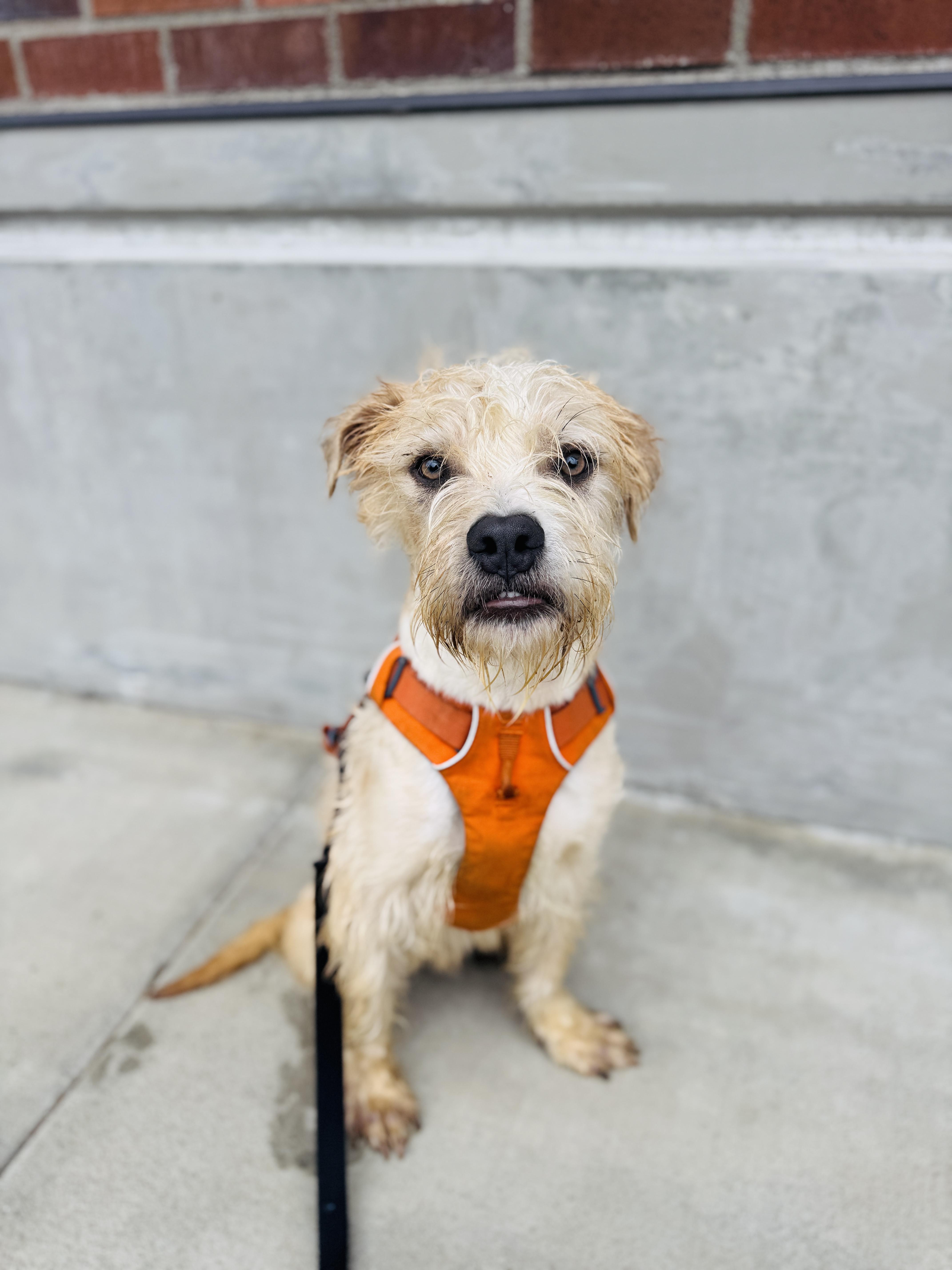 Enlarge Watson, a Adoptable mixed breed in lynnwood , WA image 5/6