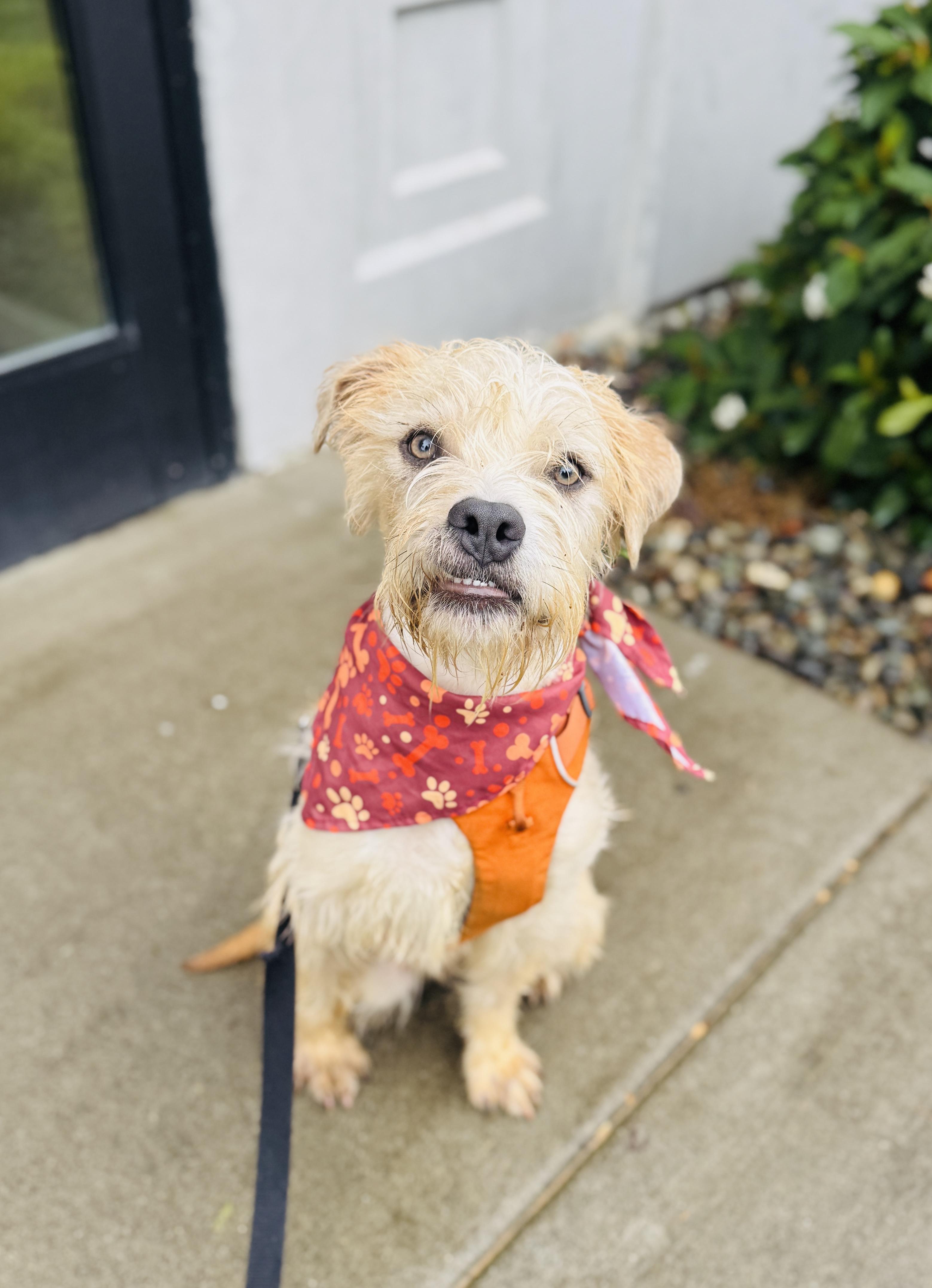 Enlarge Watson, a Adoptable mixed breed in lynnwood , WA image 2/6