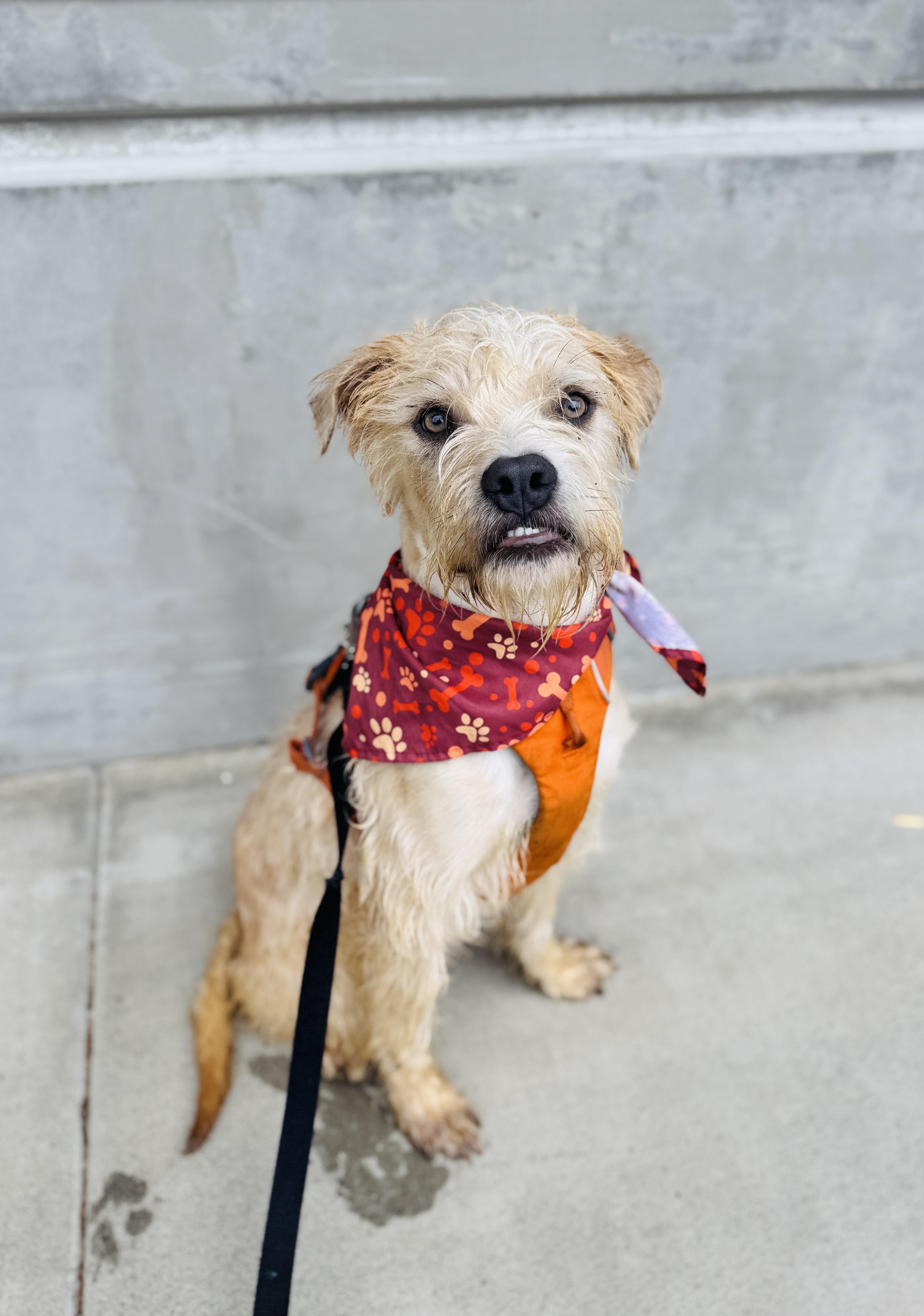 Enlarge Watson, a Adoptable mixed breed in lynnwood , WA image 4/6