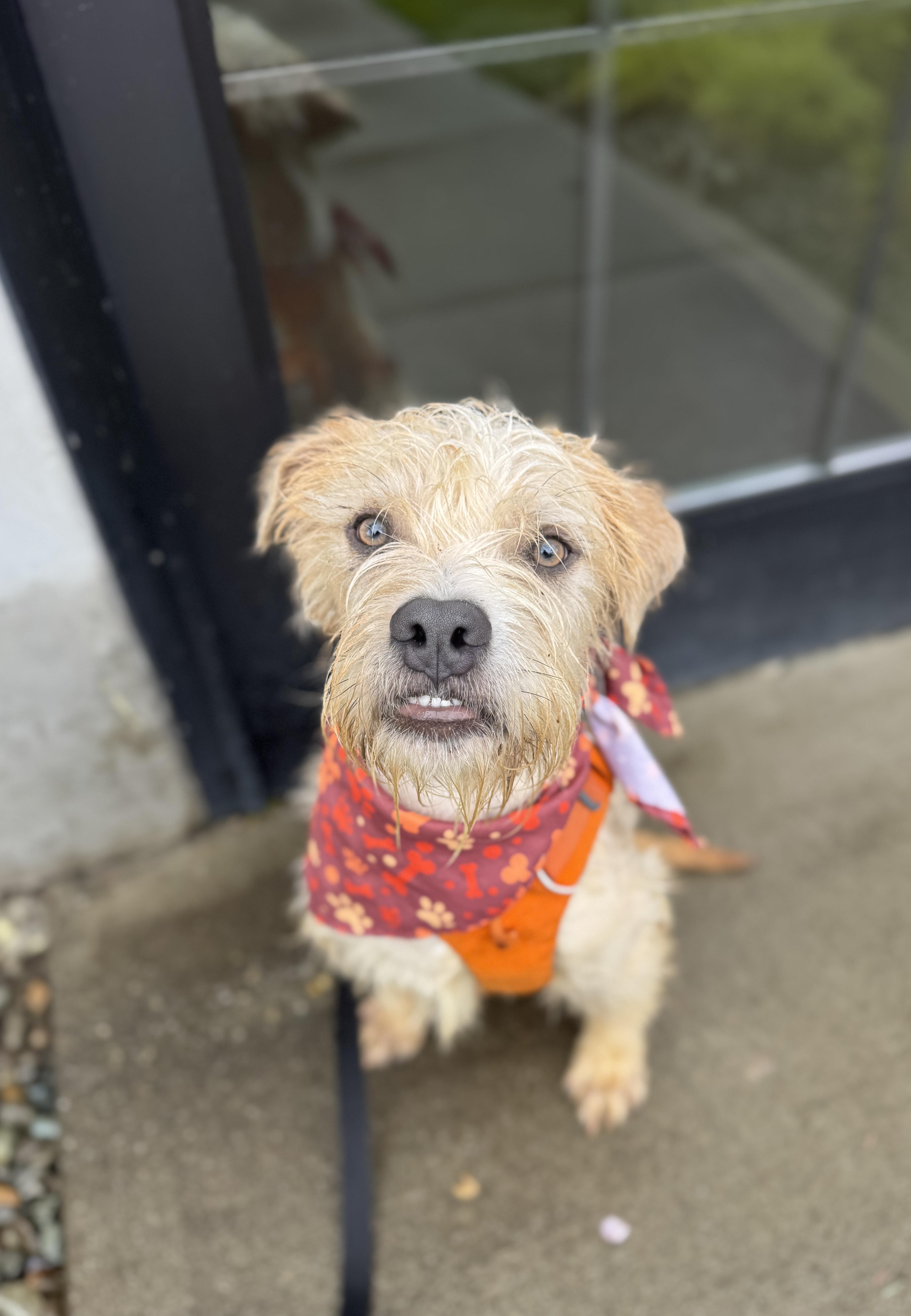 Enlarge Watson, a Adoptable mixed breed in lynnwood , WA image 6/6
