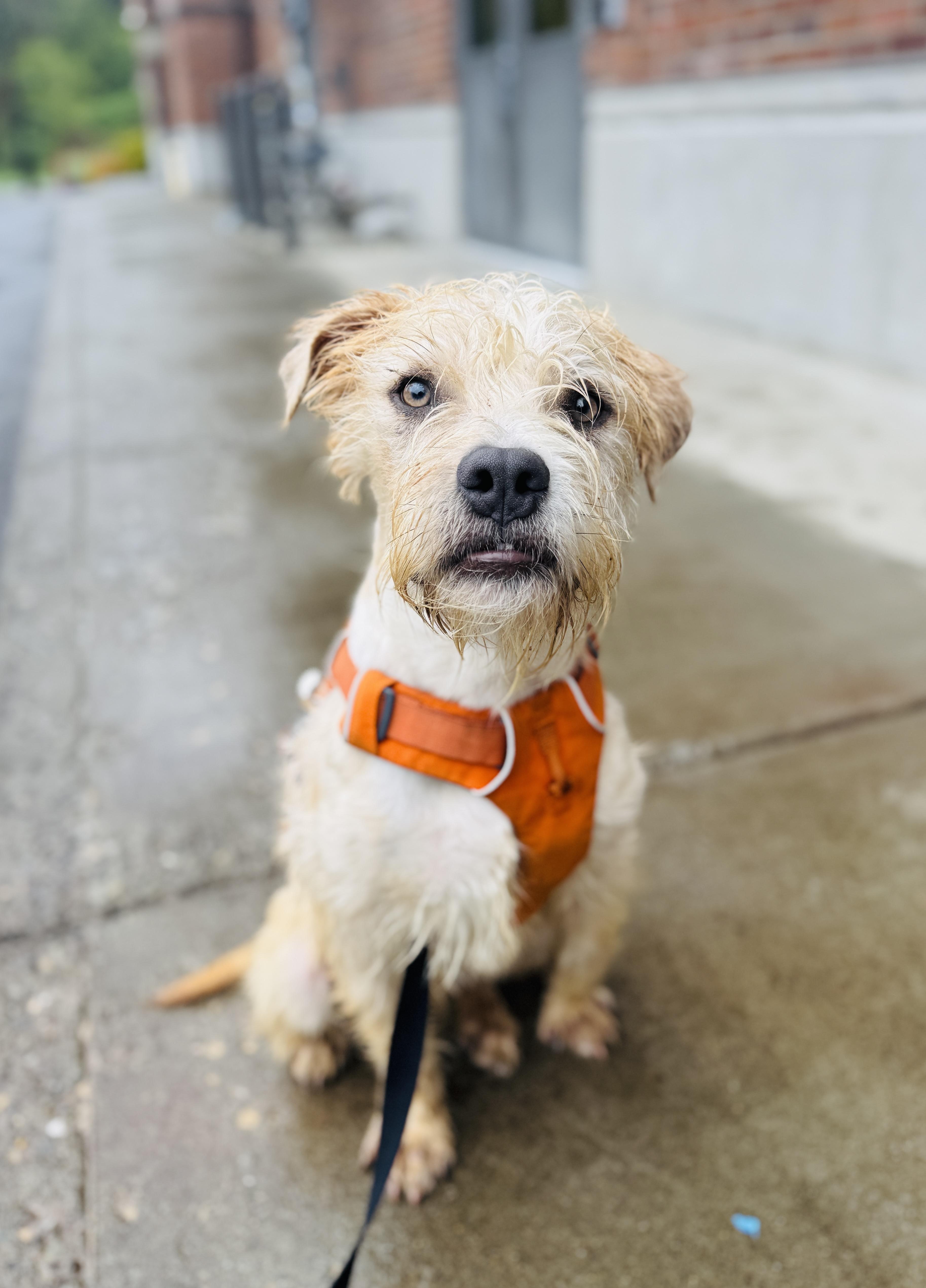 Enlarge Watson, a Adoptable mixed breed in lynnwood , WA image 3/6