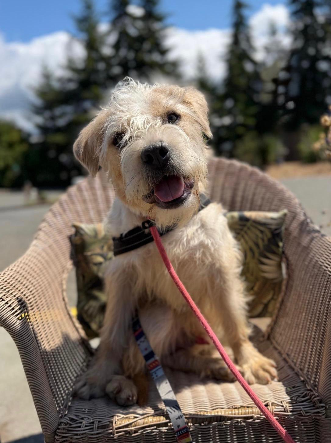 Watson, Adoptable, Adult Male Terrier & Bulldog.