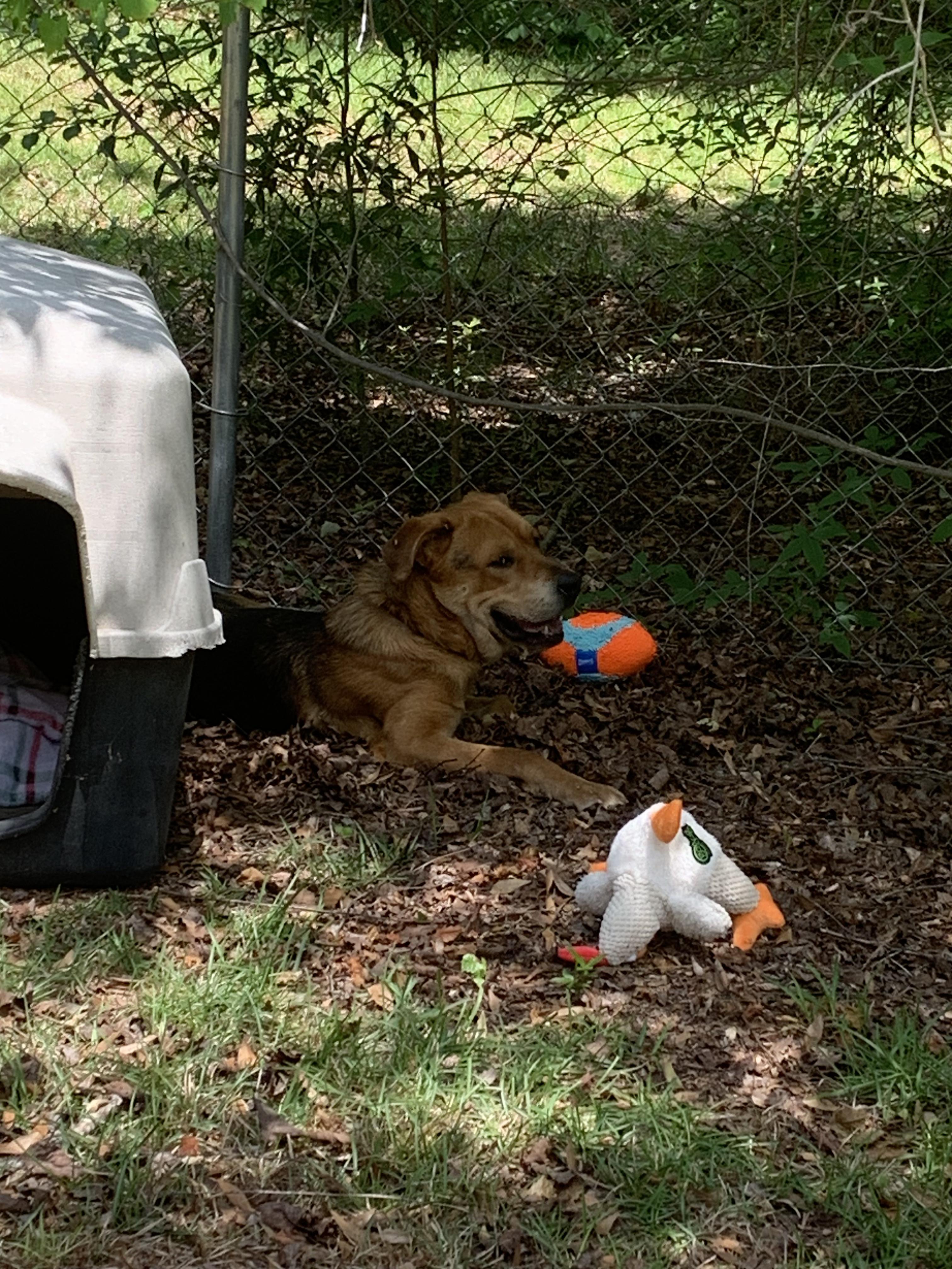 Beauregard, Adult Female Shepherd