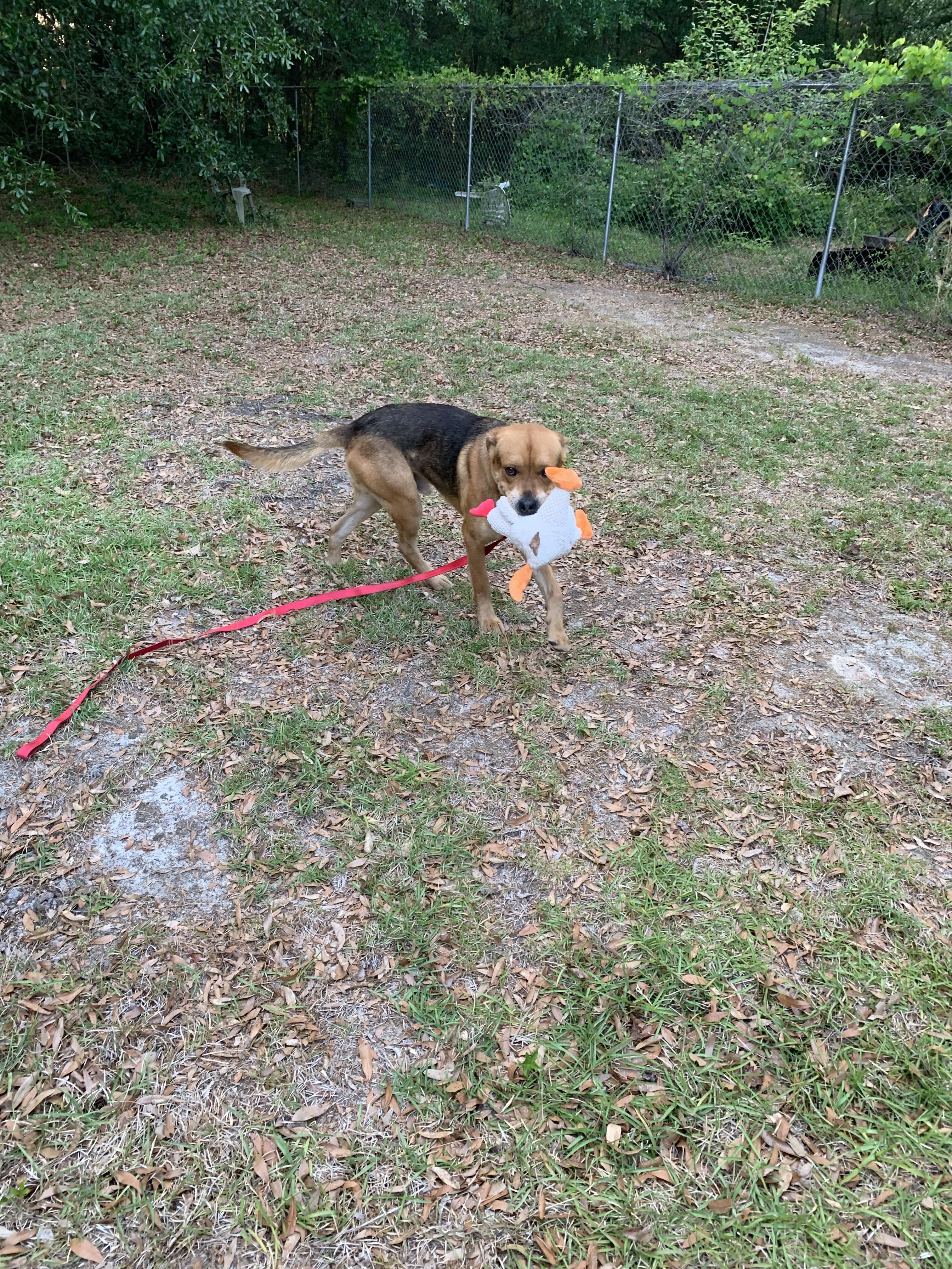 Beauregard photo 2