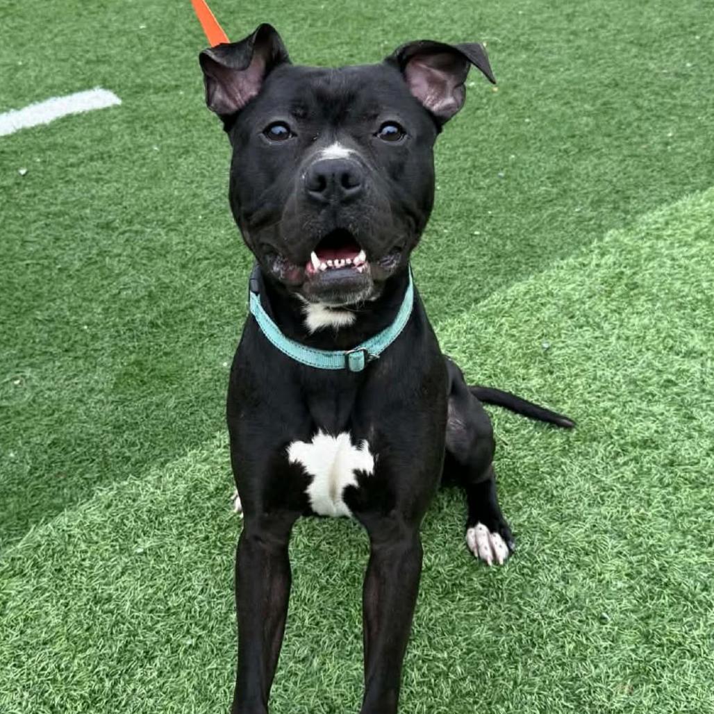 Enlarge Bubbles, a Adoptable Mixed Breed in Batavia, OH image 1/1