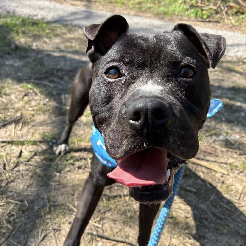 Enlarge Bubbles, a Adoptable mixed breed in Batavia, OH image 3/4