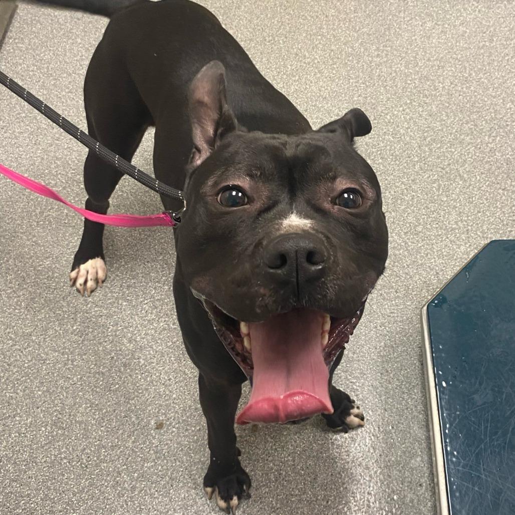 Bubbles, a Adoptable Mixed Breed in Batavia, OH image 2/2