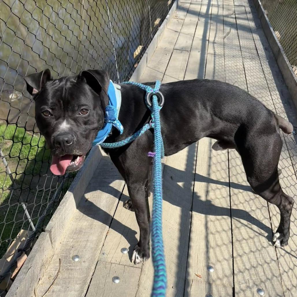 Enlarge Bubbles, a Adoptable mixed breed in Batavia, OH image 4/4