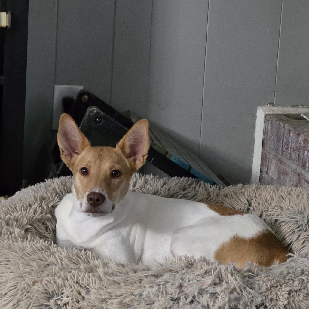 Skyla, Adoptable, Young Female Australian Cattle Dog / Blue Heeler.