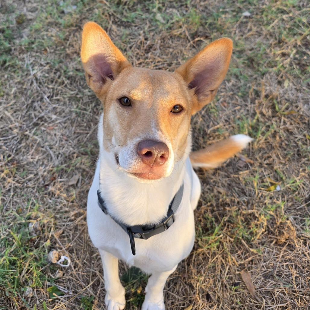 Enlarge Skyla, a Adoptable mixed breed in Hughesville, MD image 2/6