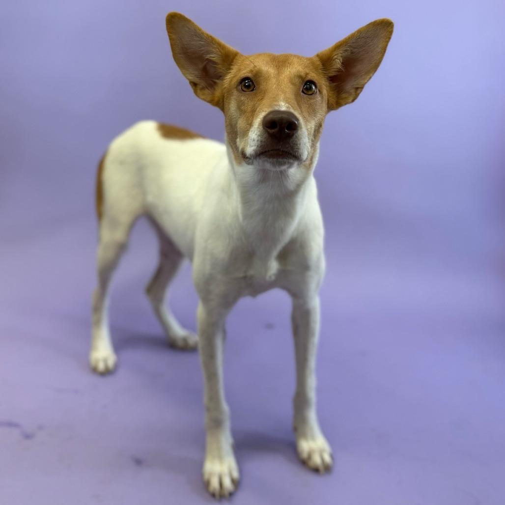 Enlarge Skyla, a Adoptable mixed breed in Hughesville, MD image 3/6