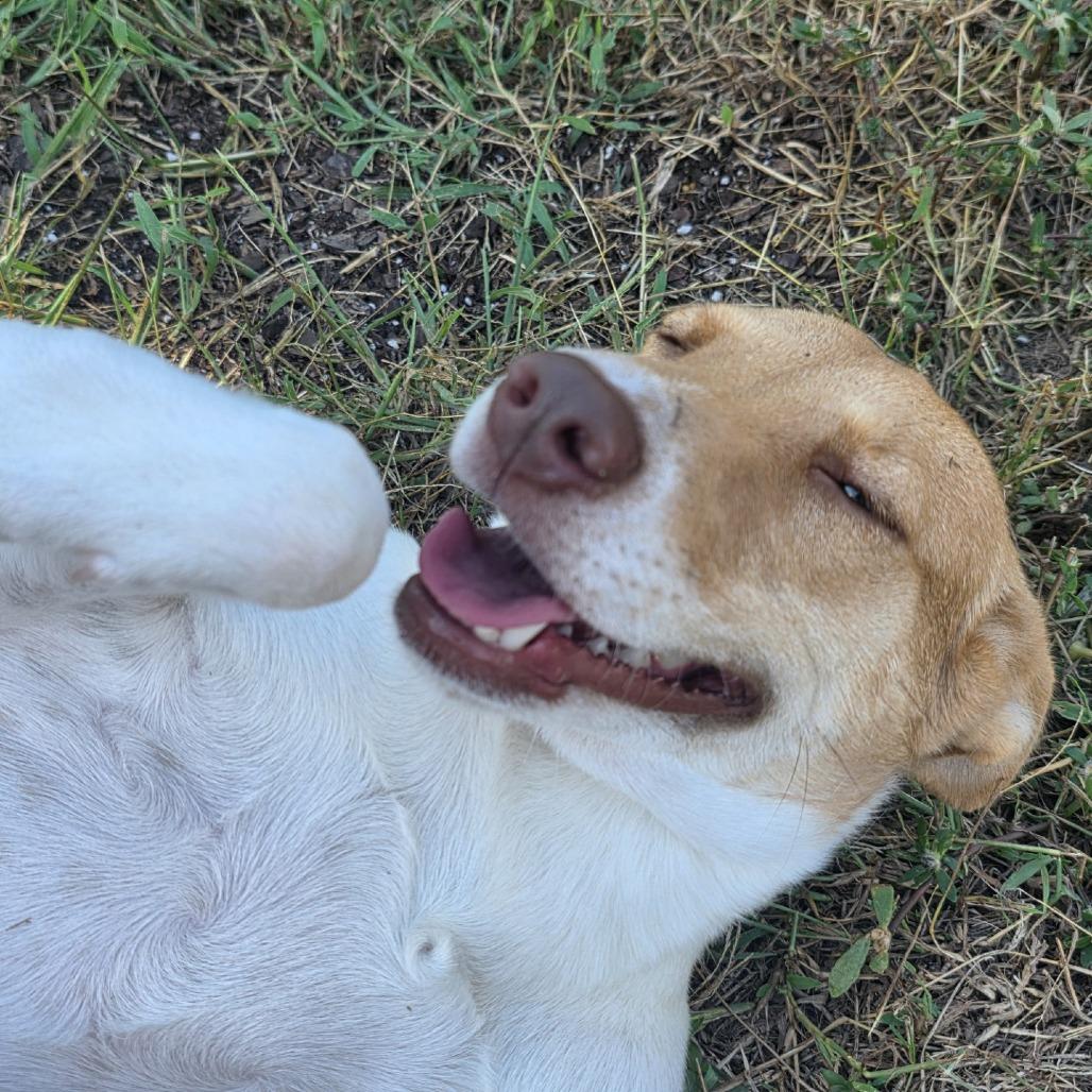 Enlarge Skyla, a Adoptable mixed breed in Hughesville, MD image 4/6