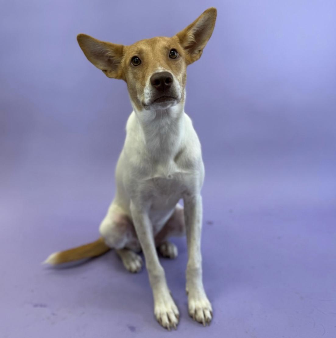 Enlarge Skyla, a Adoptable mixed breed in Hughesville, MD image 5/6