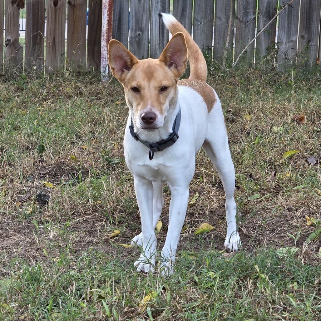 Enlarge Skyla, a Adoptable mixed breed in Hughesville, MD image 6/6