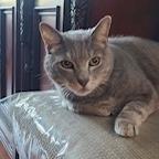 Finn, Adoptable, Senior Male Domestic Short Hair.