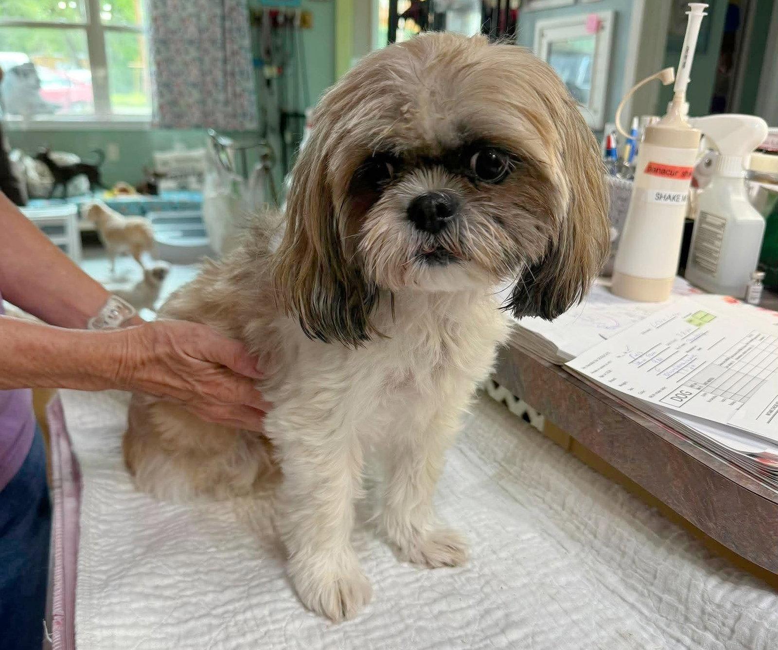 Lexie Lynn (NOT YET AVAILABLE), Adoptable, Adult Female Shih Tzu.