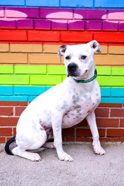 Roxy, ADOPTABLE, Adult Female Boxer.
