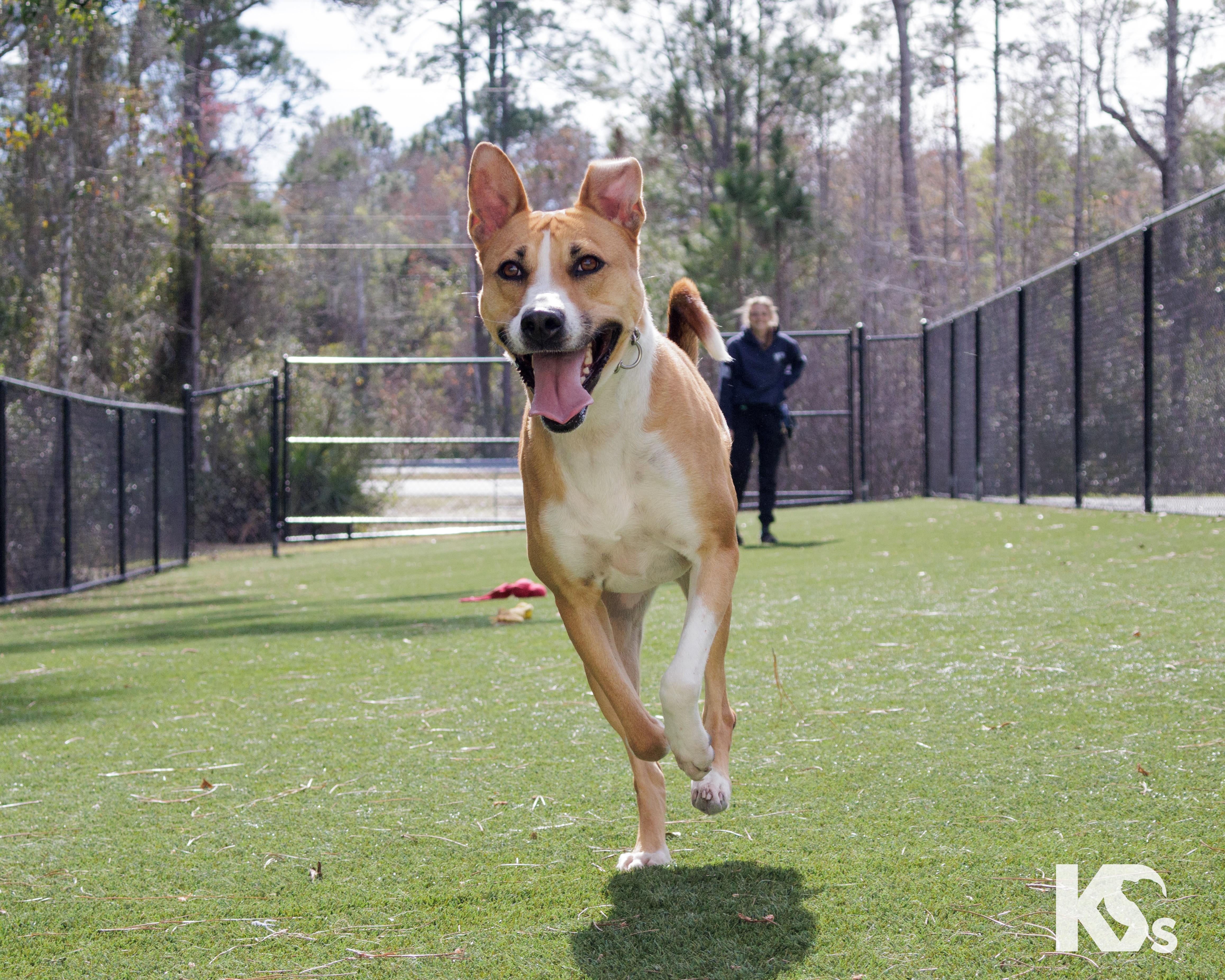 Enlarge Charmy, a Adoptable mixed breed in Ponte Vedra, FL image 4/6