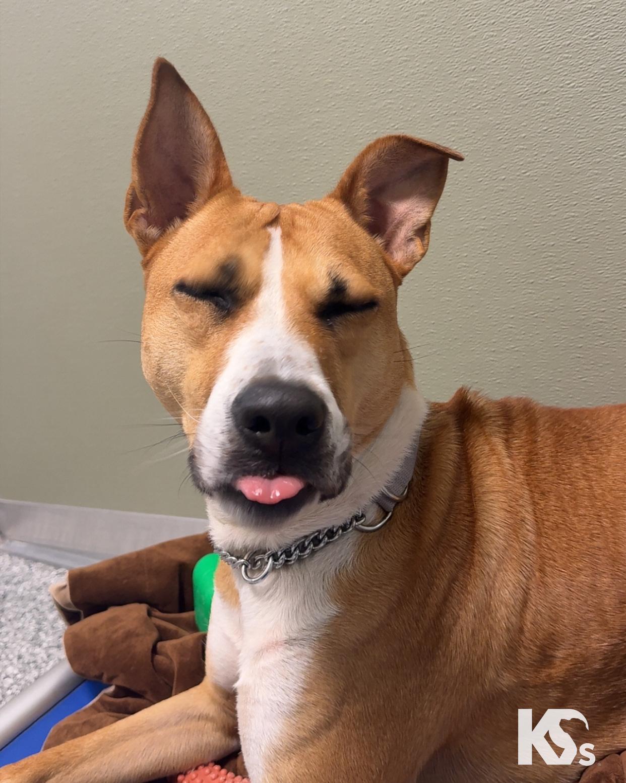 Enlarge Charmy, a Adoptable mixed breed in Ponte Vedra, FL image 6/6