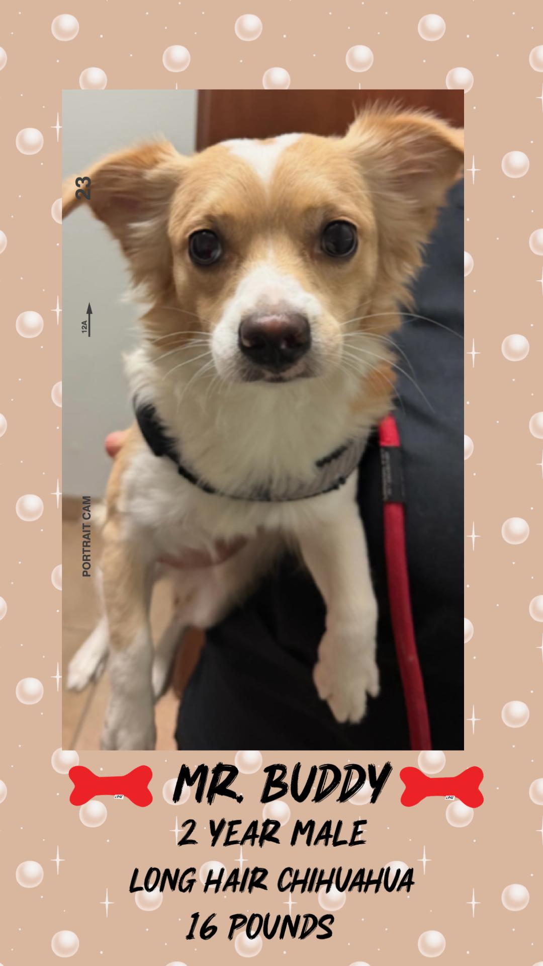Enlarge MR. BUDDY - 2 YEAR MALE LH CHIHUAHUA@PETCO, 5011 E. RAY ROAD, PHX 85044 ON SATURDAY, JAN. 17th, 11–2, a Adoptable Chihuahua in Mesa, AZ image 1/2