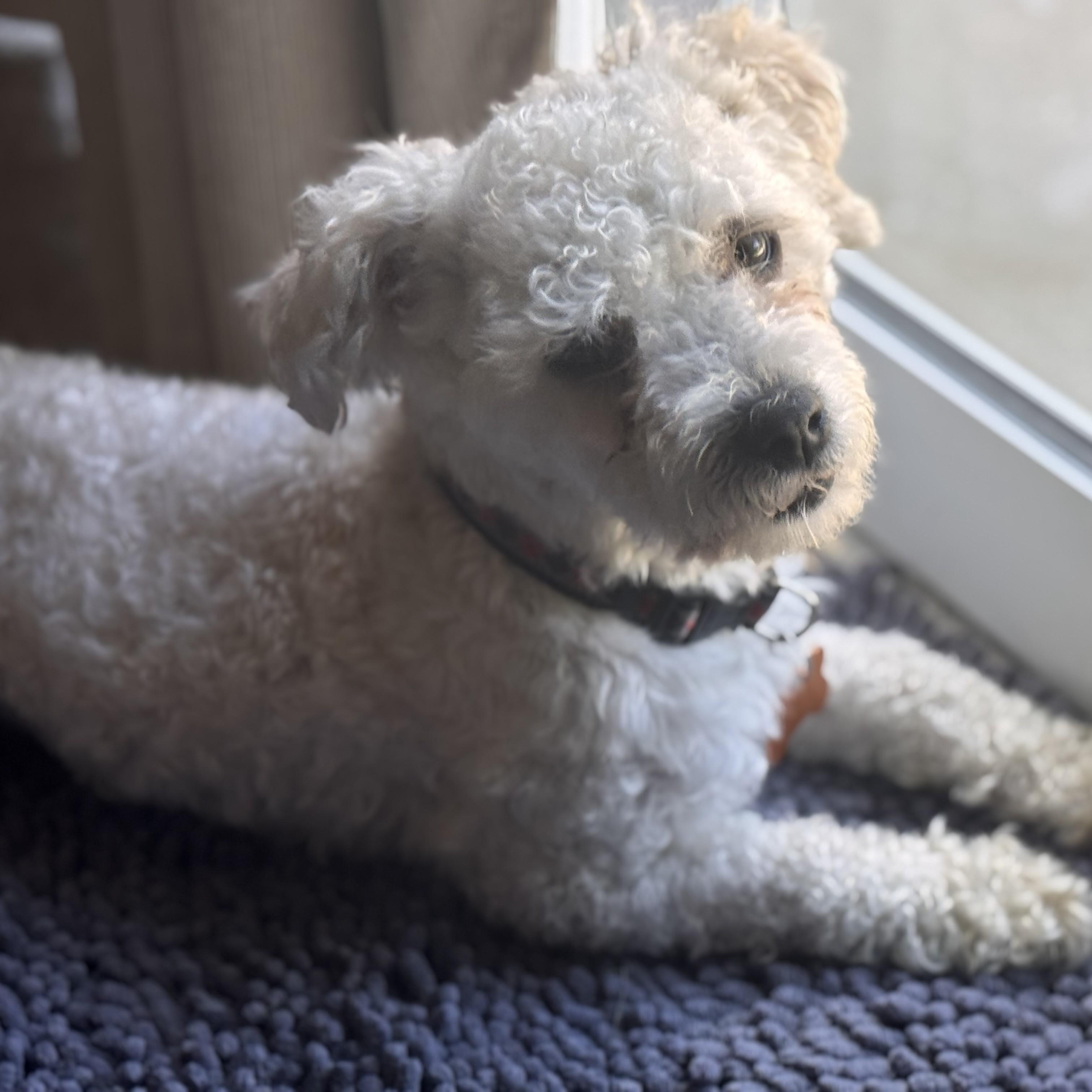 Rupert, an adopted mixed breed in Normal, IL image 2/5
