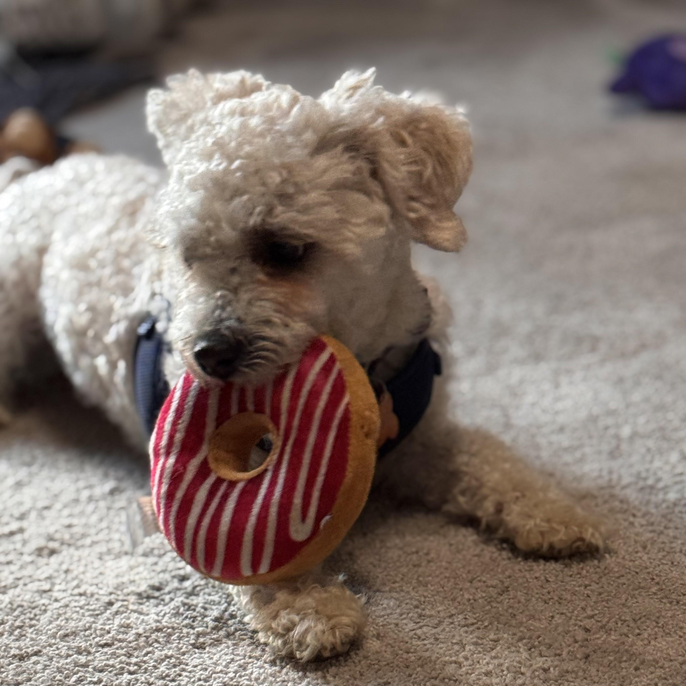 Rupert, an adopted mixed breed in Normal, IL image 4/5
