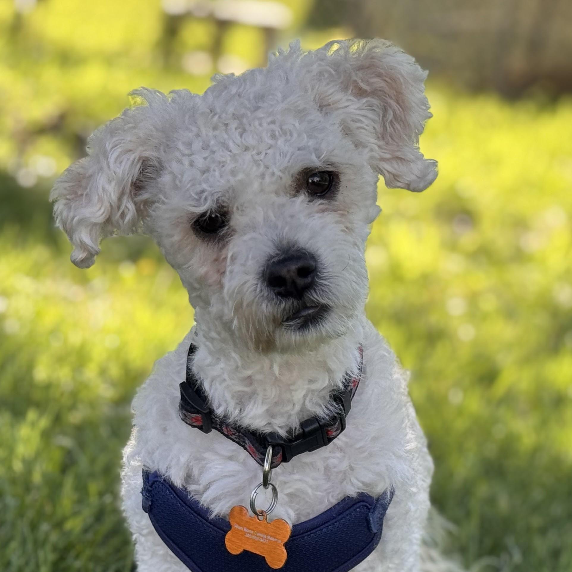 Rupert, an adopted mixed breed in Normal, IL image 1/5