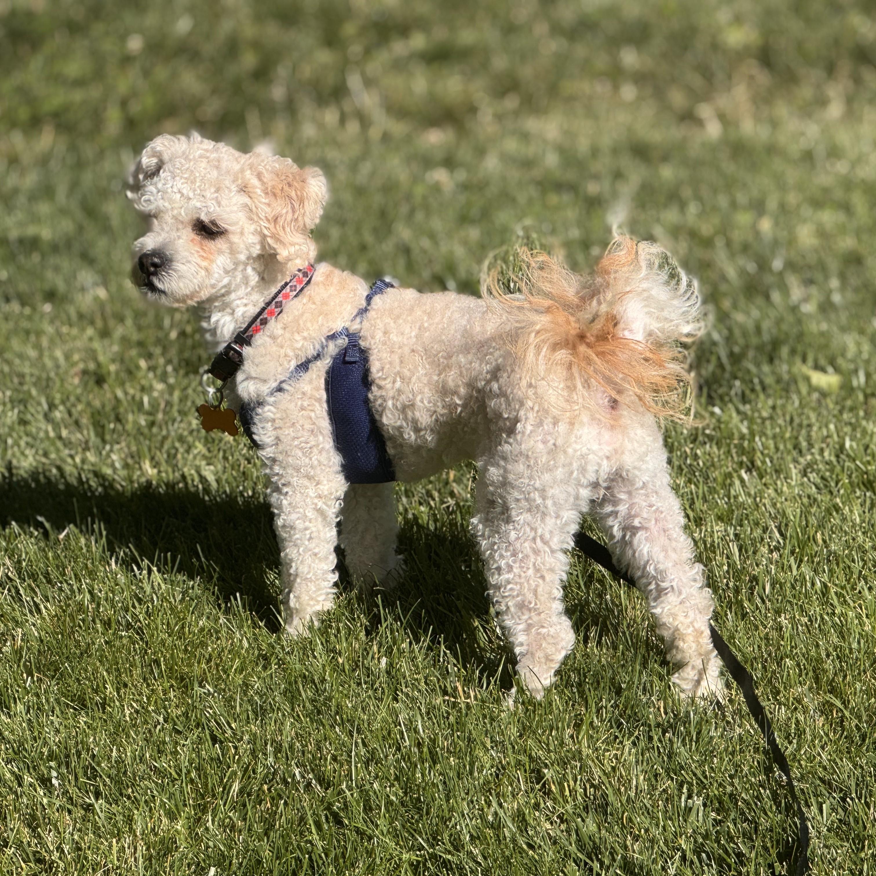 Rupert, an adopted mixed breed in Normal, IL image 3/5