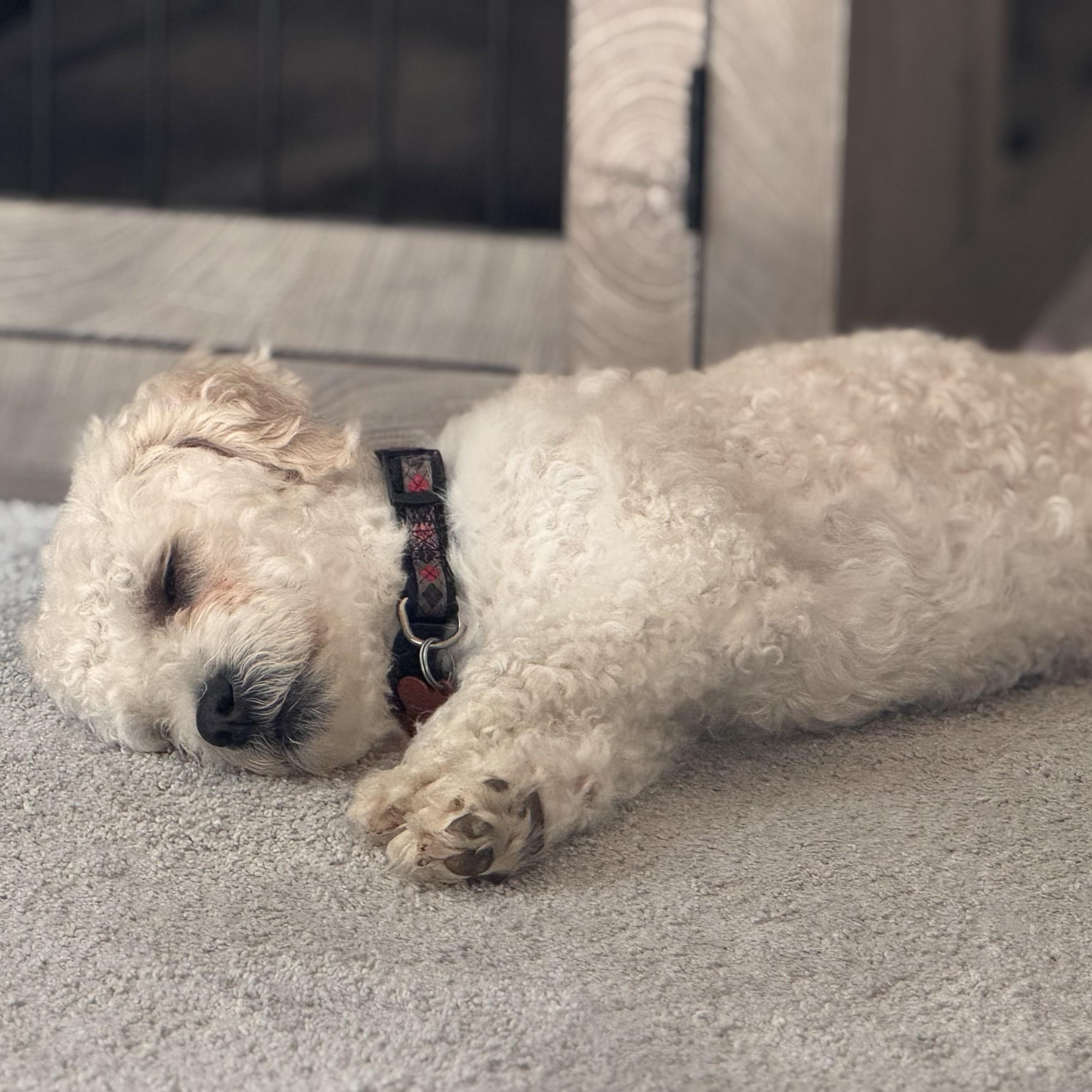 Rupert, an adopted mixed breed in Normal, IL image 5/5
