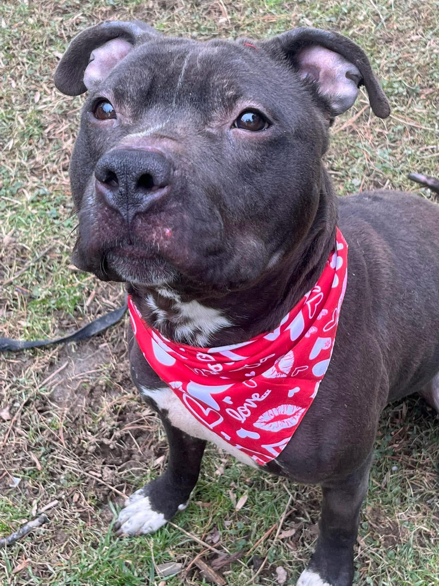 Enlarge Brooks, a Adoptable Pit Bull Terrier in Monroeville, PA image 1/1