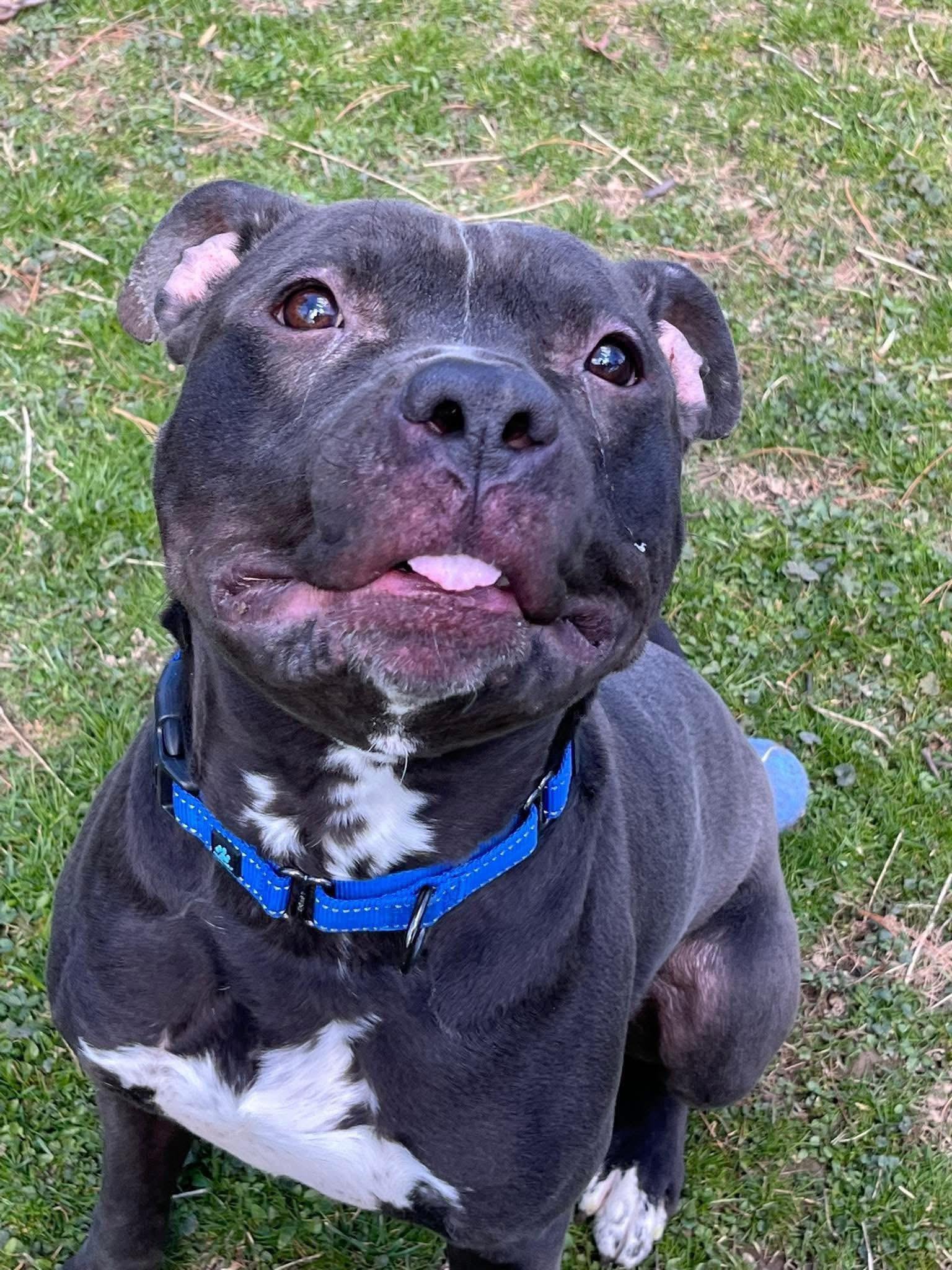 Enlarge Brooks, a Adoptable Pit Bull Terrier in Monroeville, PA image 1/1