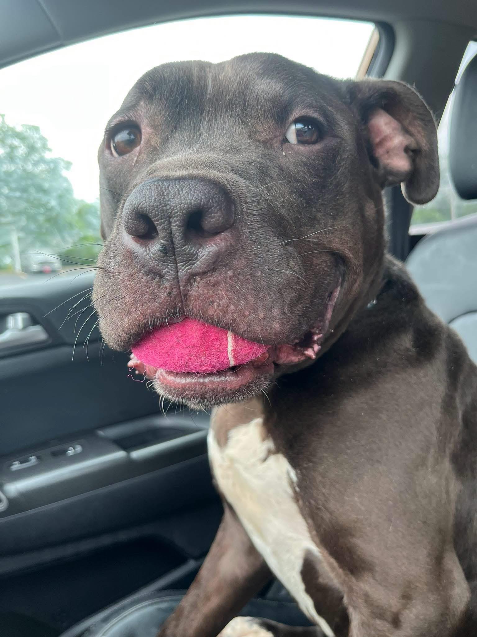 Brooks, Adoptable, Young Male Pit Bull Terrier.