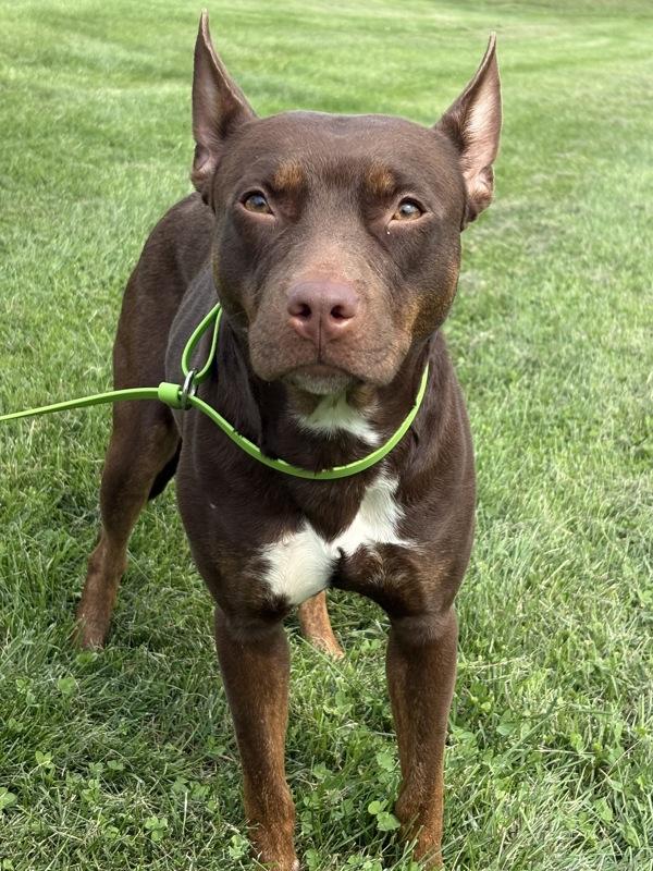 Hattie, Adoptable, Adult Female Pit Bull Terrier.