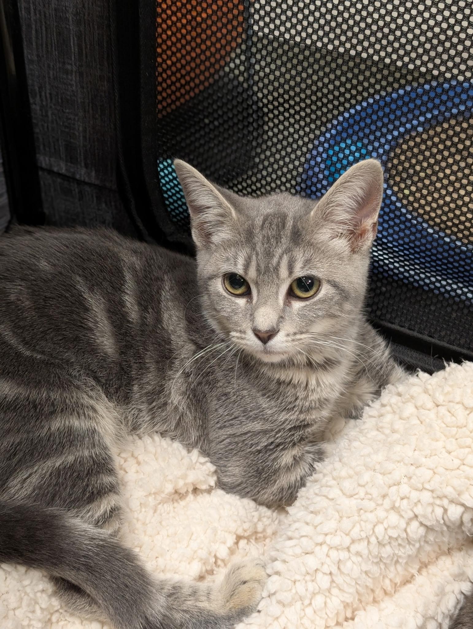 Cordelia, ADOPTABLE, Kitten Female Tabby.