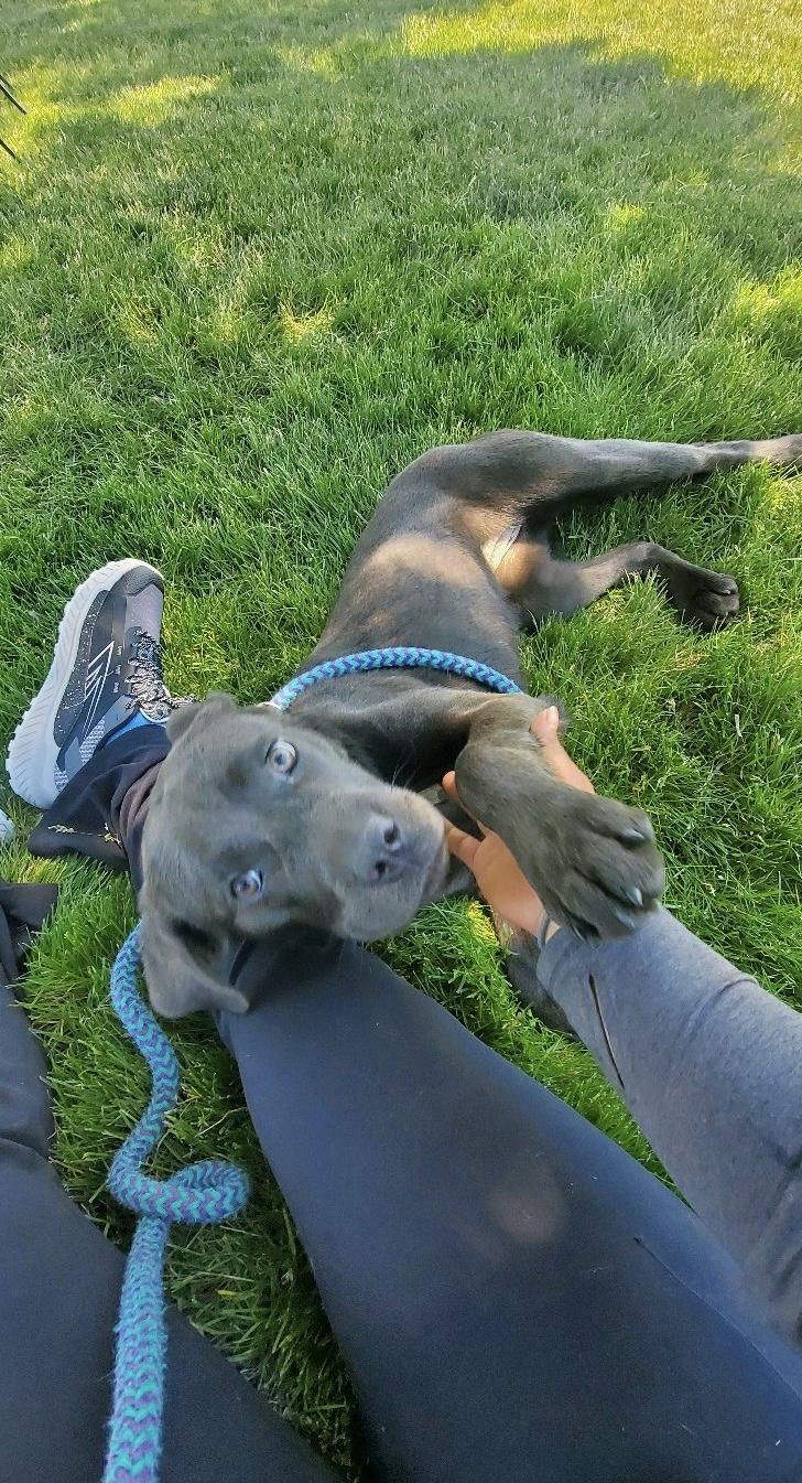 Enlarge Millie, an adoptable mixed breed in Oxford, MI image 5/6