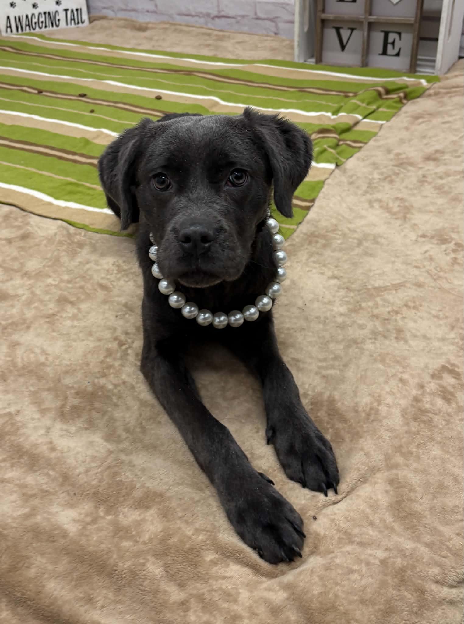 Millie, adoptable, Young Female Labrador Retriever & Mixed Breed.