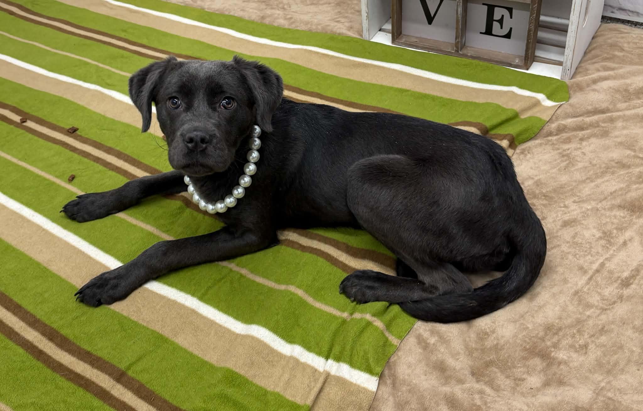 Enlarge Millie, an adoptable mixed breed in Oxford, MI image 3/6