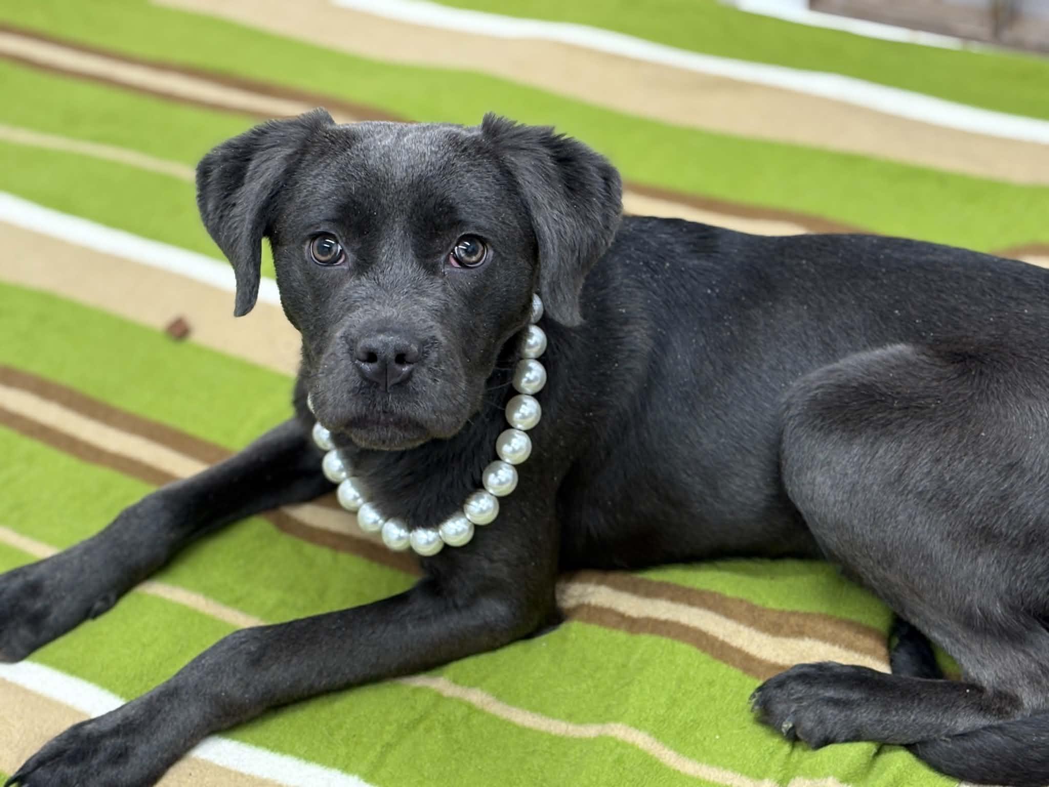 Enlarge Millie, an adoptable mixed breed in Oxford, MI image 2/6